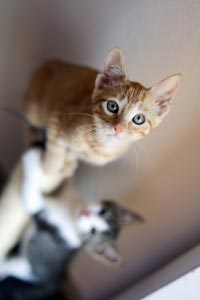 Feral kittens from TNR program in Escalante, in Southern Utah