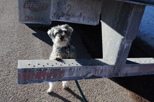 Garrett the senior schnauzer mix by a semi-truck