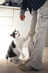 Grayson the cat greeting a man