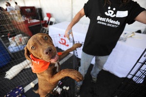 St. George Pet Super Adoption, fun for everyone