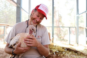 Abe and Coco the domestic turkey