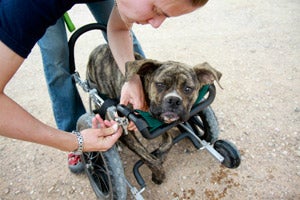 Alfie the Best Friends Guardian Angel program dog in his cart