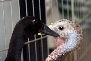 Amelia the black Indian runner duck and Lilli the turkey together