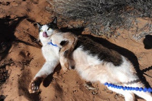 Bob the cat enjoys breaks on his walks