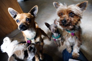 Gus Gus the Yorkie with Brazil and Rico, two other small dogs, in the laundry room