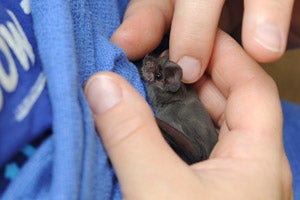 Brazilian bat at Wild Friends