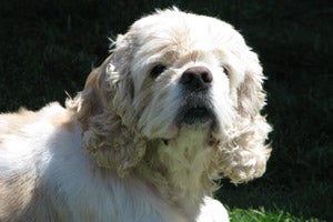 Butterscotch the cocker spaniel outside