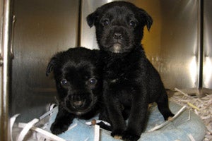 Puppies from Castaway Critters in Blairsville, Georgia