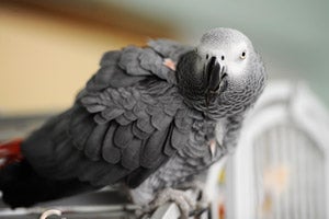 Charlies the parrot who grew her feathers back