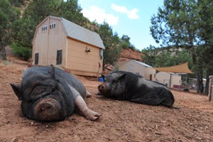 Cherry and Penelope, piggy pals