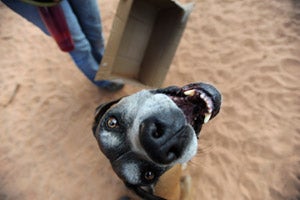 Chester the dog loves boxes