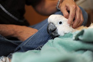 Christy the cockatoo is a lap bird