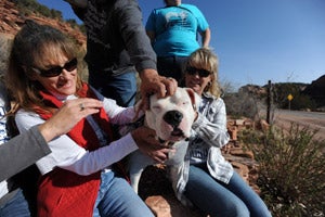 Churchill the dog getting some love from various people