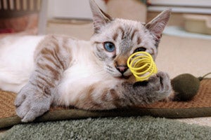 Coachella the cat playing with a toy