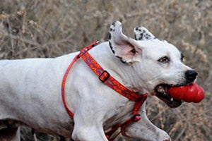 Firefly playing with a Kong