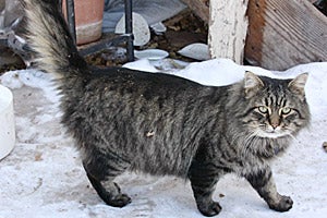 Thomas the cat who was neuterd by the Humane Society of Moab Valley 