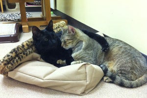 Best Friends Animal Society Henri and Simba