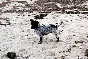 Maddie the dog out on a walk with her new family