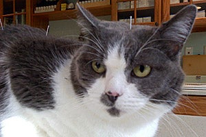 Bones the gray and white cat from Merrimack River Feline Rescue