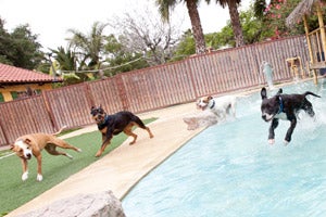 Dogs playing at Paradise Ranch 3