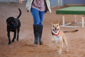 Cassie and Ren the dogs enjoy games of chase