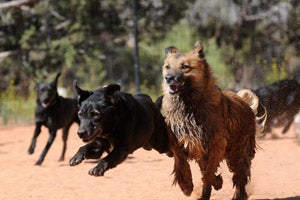 Dogs Rumba and Slinky, who came from a hoarding situation, at the dog park