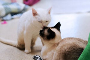 Snowflake has made many feline friends at Best Friends