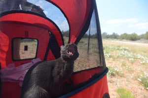 Cat meowing in a stroller at Best Friends Animal Sanctuary