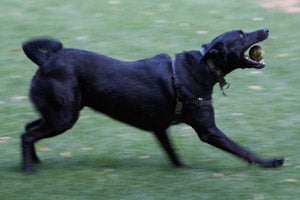 Lugar the dog playing with a tennis ball