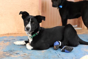 Hamlet the puppy wearing his booties so he doesn't get calluses on his feet