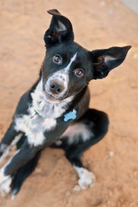 Hamlet the puppy who has bowed back legs