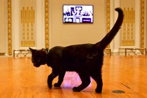 Patrick the all-black kitten