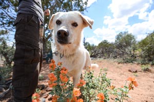 Kronk the dog taking time to smell the flowers