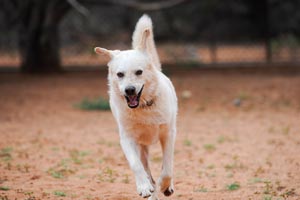 Kronk the dog taking a run