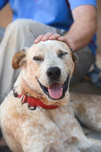 Fred the dog, who is being trained using hand targeting, gets some love