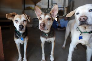 Little Mama, Ricki, and Buddy the dogs