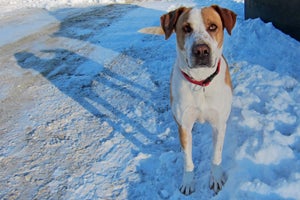 Maverick the hound dog's luck changed