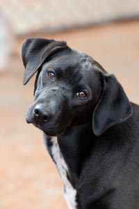 Follow simple but important tips to help a stray dog like this large black-and-white pup