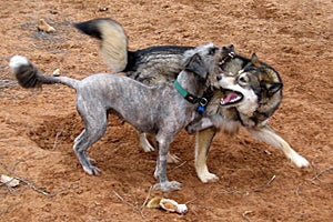 Dogs meeting each other for the first time and beginning to play