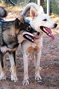 Daisy the dog meets the neighbor dog