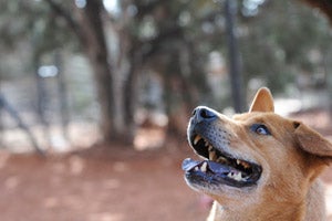 Hummer the dog rescued after Hurricane Katrina at Best Friends Animal Sanctuary