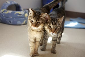 Two cats who have been successfully introduced to one another are now best friends