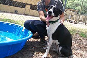 Babydoll the dog from an animal shelter in Jacksonville, Florida