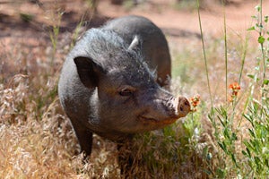 Joanna the pig who who was adopted from Best Friends Animal Sanctuary