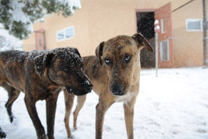 Joyce and Brie the dogs are best friends