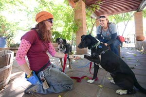 Karina the border collie making friends with a dog trainer