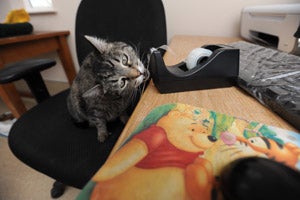 Kixie the formerly withdrawn cat in the lobby having fun chewing on a tape dispenser