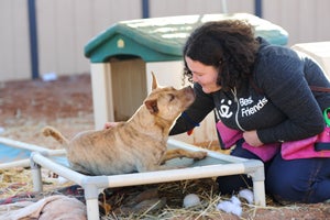 Lazarus the dog who was hit by a car getting some love from a trainer