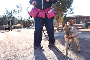 Lazarus the dog who used to anxiously run in circles receiving training