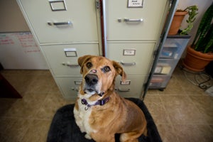 Digby the dog who has lupus at the Best Friends human resources office